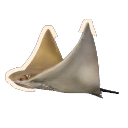 Javanese Cownose Ray