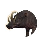 North Sulawesi Babirusa