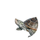Diamondback Terrapin