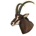 Sable Antelope