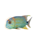 Sailfin Snapper