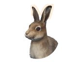 Mountain Hare