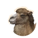 Bactrian Camel