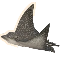 Ocellated Eagle Ray
