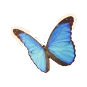 Menelaus Blue Morpho