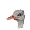 Common Ostrich