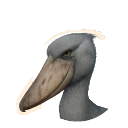 Shoebill
