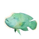 Humphead Wrasse