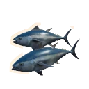 Pacific Bluefin Tuna