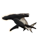 Great Hammerhead