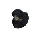 Siamang