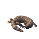 Gila Monster
