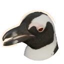 African Penguin