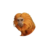 Golden Lion Tamarin