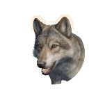 Grey Wolf