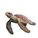 Hawksbill Turtle