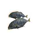 Golden Trevally