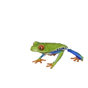 Red-Eyed Tree Frog