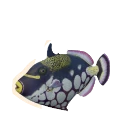 Clown Triggerfish