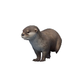 Asian Small-Clawed Otter