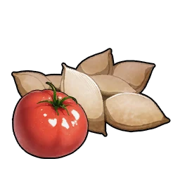 Nasiona pomidora