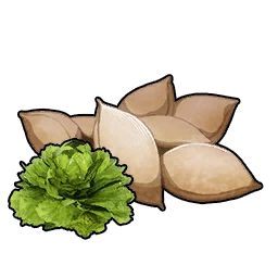 Lettuce Seeds