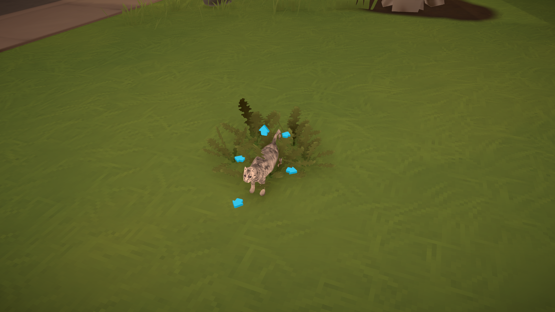 Cat image 1