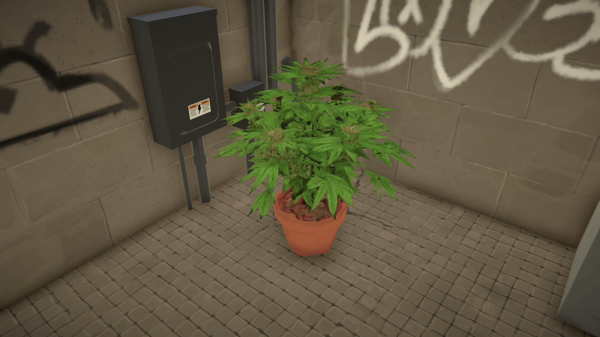Weed Plant image 1