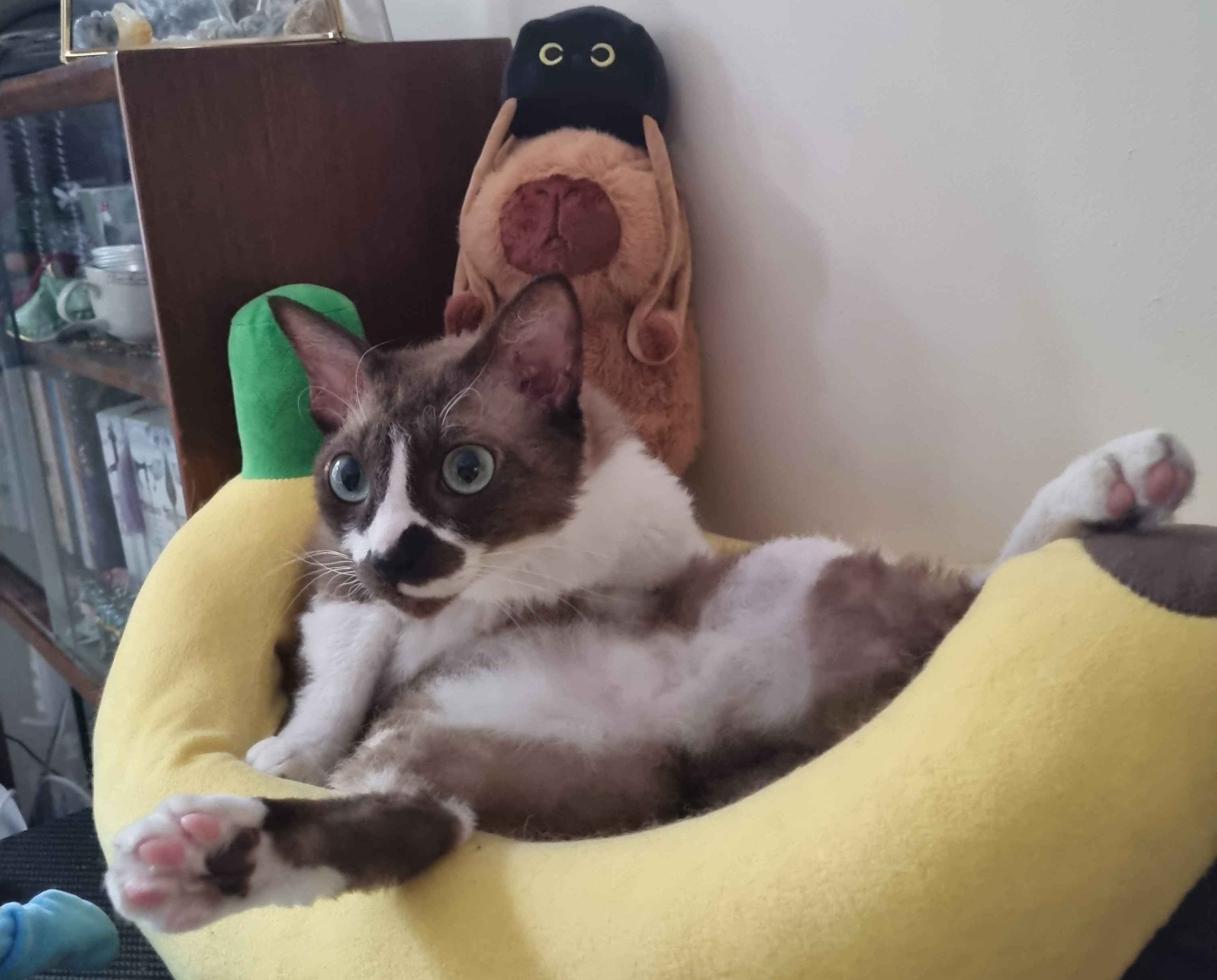 Banana Bed image 2