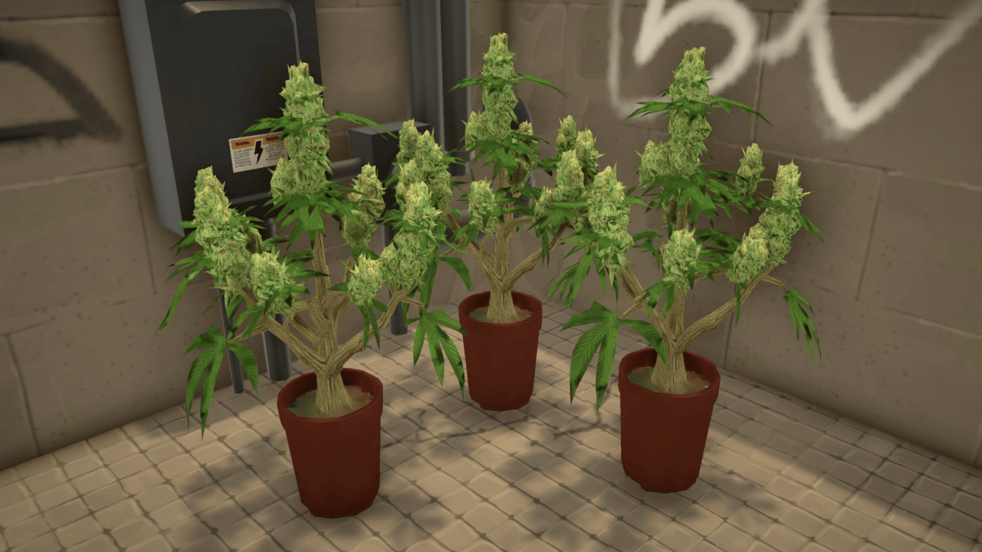 Weed Plant image 1