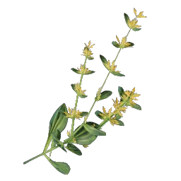 40 Gentian