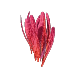 40 Saffron