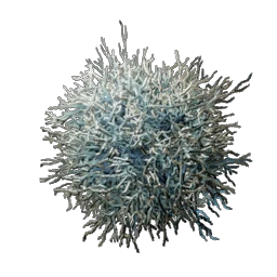 25 Mycelium