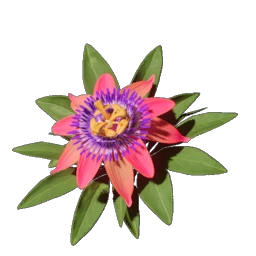 30 Passionflower