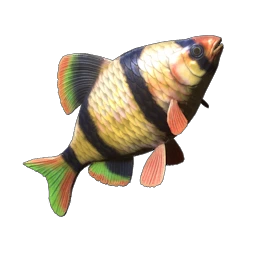 Shimmerfin