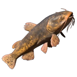 Whiskerfin