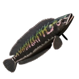 Stripetail