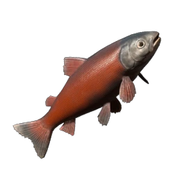 Crimsonback