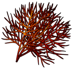 Emberbloom