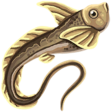 Brimstone Loach