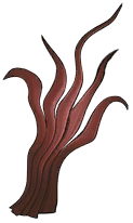 Crimson Coral