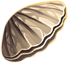 Banded Clam