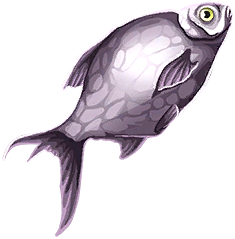 Moonscale Dace