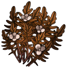 Oak Leaf