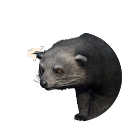 Binturong