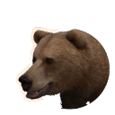 Eurasian Brown Bear