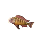 Blunthead Cichlid