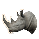 Black Rhinoceros