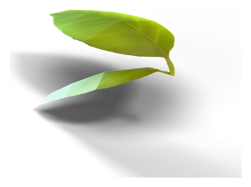 Leaf