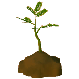 Jacaranda Setzling